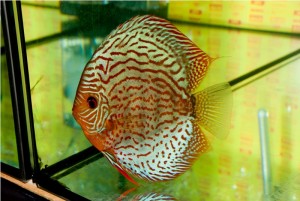 5th MEDITERRANEA DISCUS