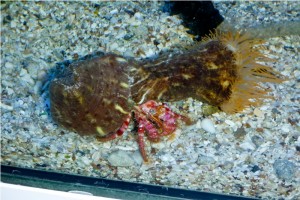 5th MEDITERRANEA DISCUS