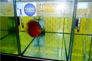 5th MEDITERRANEA DISCUS