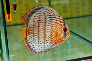 5th MEDITERRANEA DISCUS