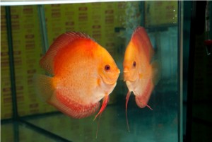 5th MEDITERRANEA DISCUS
