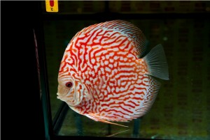 5th MEDITERRANEA DISCUS