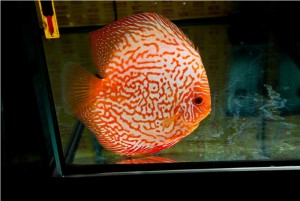 5th MEDITERRANEA DISCUS
