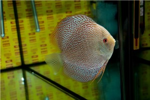 5th MEDITERRANEA DISCUS