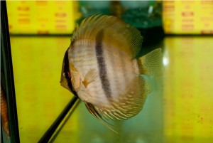 5th MEDITERRANEA DISCUS
