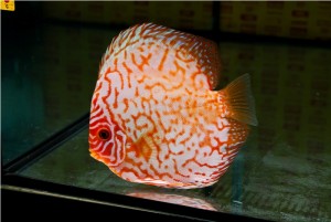 5th MEDITERRANEA DISCUS