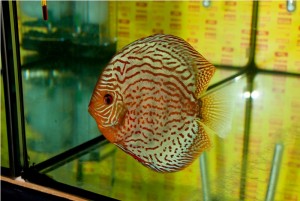 5th MEDITERRANEA DISCUS