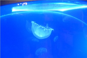 5th MEDITERRANEA DISCUS