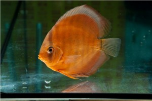 5th MEDITERRANEA DISCUS