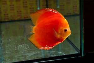 5th MEDITERRANEA DISCUS