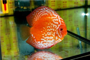 5th MEDITERRANEA DISCUS