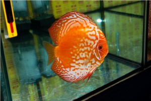 5th MEDITERRANEA DISCUS