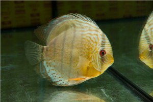5th MEDITERRANEA DISCUS