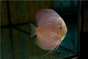 5th MEDITERRANEA DISCUS
