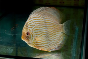 5th MEDITERRANEA DISCUS