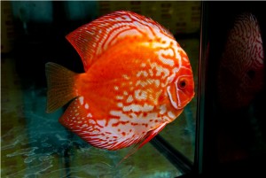 5th MEDITERRANEA DISCUS