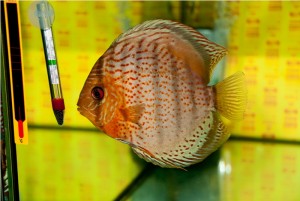 5th MEDITERRANEA DISCUS