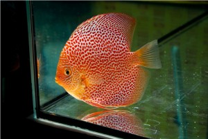 5th MEDITERRANEA DISCUS