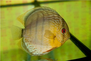 5th MEDITERRANEA DISCUS