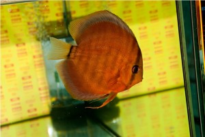 5th MEDITERRANEA DISCUS