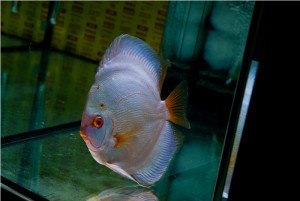 5th MEDITERRANEA DISCUS