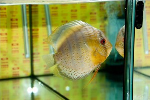 5th MEDITERRANEA DISCUS