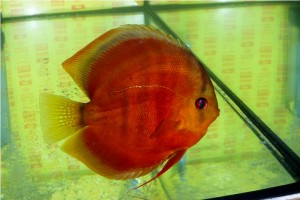 5th MEDITERRANEA DISCUS