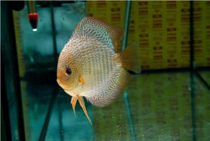 5th MEDITERRANEA DISCUS
