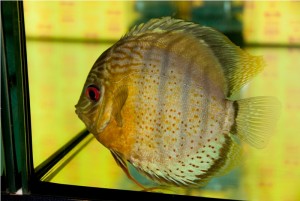 5th MEDITERRANEA DISCUS
