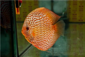 5th MEDITERRANEA DISCUS