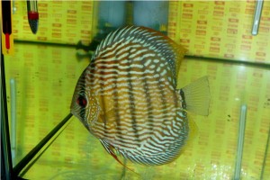 5th MEDITERRANEA DISCUS