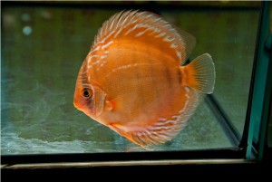 5th MEDITERRANEA DISCUS