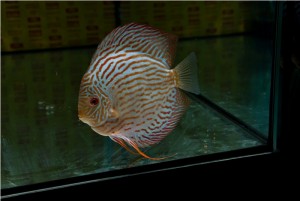 5th MEDITERRANEA DISCUS