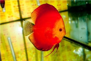 5th MEDITERRANEA DISCUS