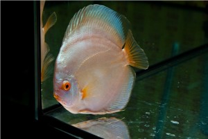 5th MEDITERRANEA DISCUS