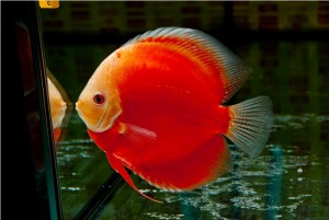 5th MEDITERRANEA DISCUS