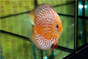 5th MEDITERRANEA DISCUS