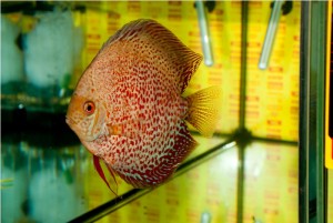 5th MEDITERRANEA DISCUS
