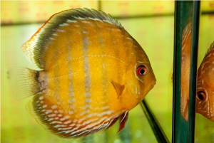 5th MEDITERRANEA DISCUS