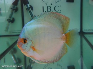 II. Český šampionát chovatelů terčovců 