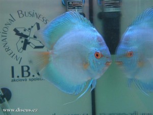 II. Český šampionát chovatelů terčovců 