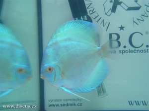 II. Český šampionát chovatelů terčovců 