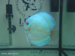 II. Český šampionát chovatelů terčovců 