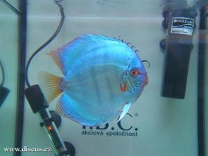 II. Český šampionát chovatelů terčovců 