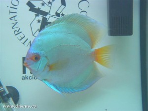 II. Český šampionát chovatelů terčovců 