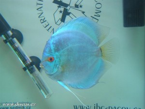 II. Český šampionát chovatelů terčovců 