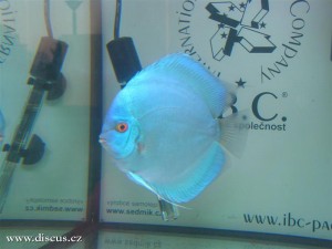 II. Český šampionát chovatelů terčovců 