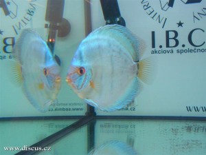 II. Český šampionát chovatelů terčovců 