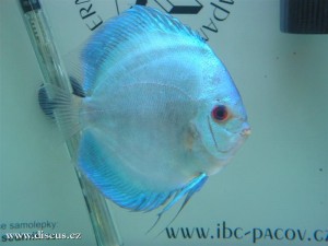 II. Český šampionát chovatelů terčovců 