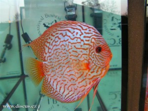 II. Český šampionát chovatelů terčovců 